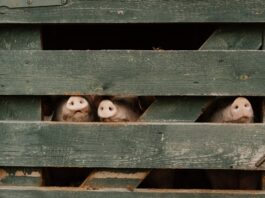 Resocónto – Gli unici ‘maiali’