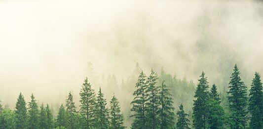 Deforestazione, il Parlamento Ue ha (quasi) le stesse posizioni del Consiglio