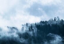 Deforestazione, bozza Consiglio Ue: rinvio di un anno per tutti