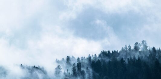 Deforestazione, niente intesa al Coreper. Stati membri divisi