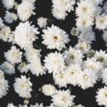 Resocónto – E mi riferisco al crisantemo
